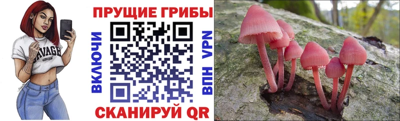 Псилоцибиновые грибы Psilocybine cubensis  Купить где  Калач-на-Дону 